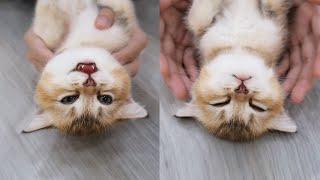 How to put a kitten to sleep 😂 by Chat Drôle 4,281 views 7 months ago 2 minutes, 54 seconds