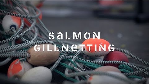 Salmon Gillnet Fishing: Discover the story of how salmon are harvested