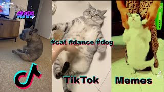 Funniest compilation of dancing cats, dogs and other animals from TikTok #dancingdogs #dancingcats by slaps.social 87 views 1 year ago 3 minutes, 36 seconds