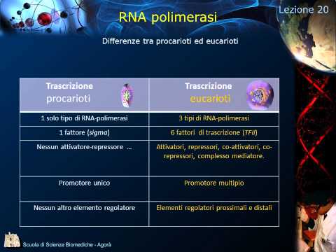 Video: Differenza Tra DNA Polimerasi E RNA Polimerasi