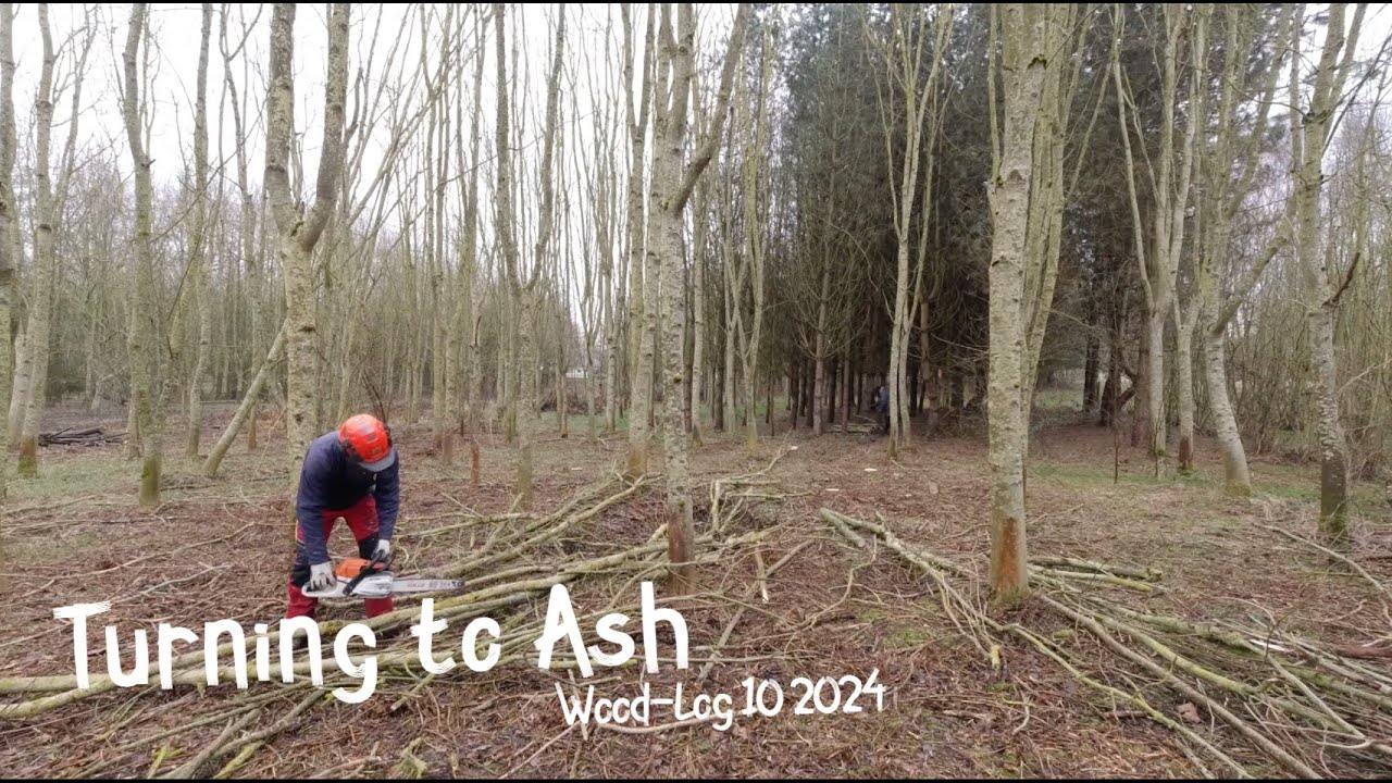 Ash Tree Thinning & Finishing the Hazel Coppice.   A Woodland Vlog 10 2024