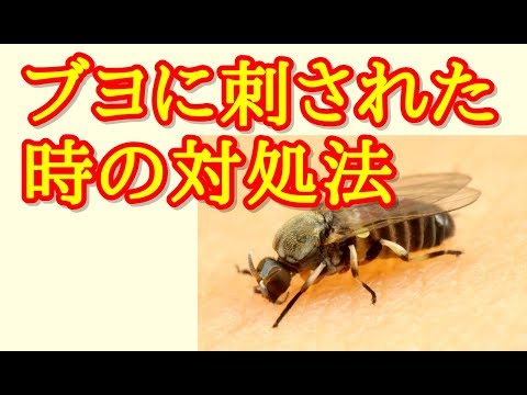 ブヨ、ブユ、ブトに刺されたら（噛まれたら）！