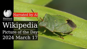 Wikipedia Picture of the Day: 2024-03-17 - Green shield bug (Narrated by Emma)
