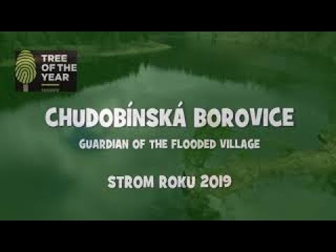 Video: Jak široce rostou borovice?