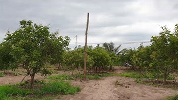 Bán vườn nhãn đã cho thu hoạch, dt 5000m2 xã Hòa Hiệp, Xuyên Mộc gần đg 329 giá 1.7 tỷ