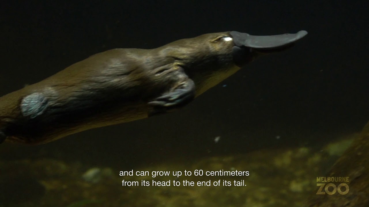 Platypus Facts - YouTube