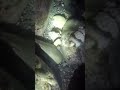 かわいいお友達