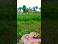 Grass Cutting time.