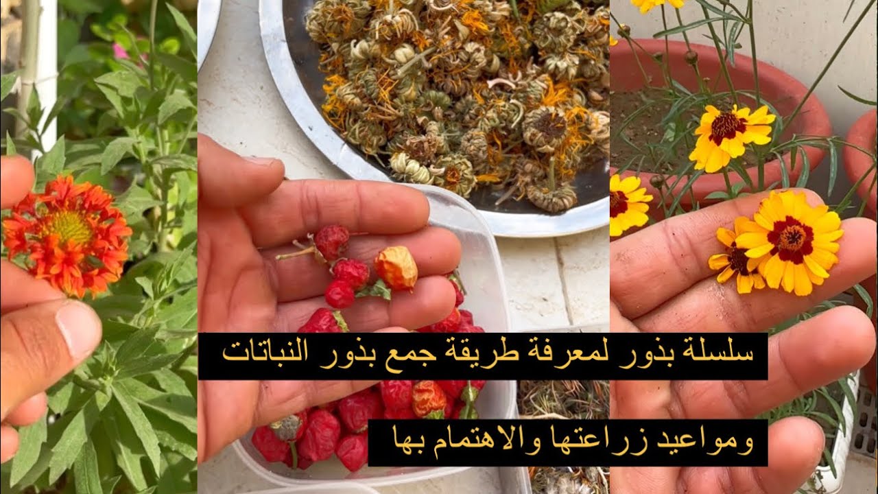 #سلسلة_بذور  طرق جمع بذور النباتات ومواعيد زراعتها والاهتمام بها (جزء ٢)