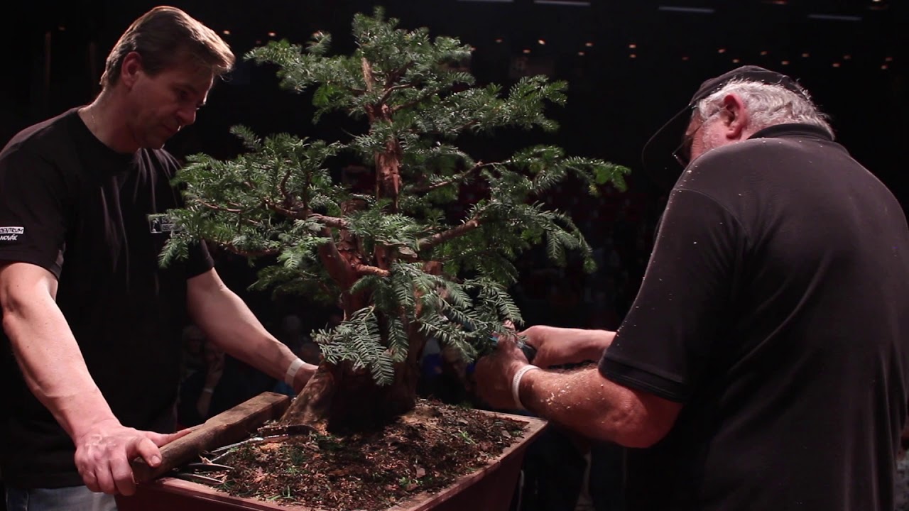 Taxus bonsai demo by Václav Novák