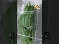 大葉を買ってきた袋のまま冷蔵庫に入れるのは大損、ある身近な道具を使うだけで1ヶ月近くピンピンに長持ちします。 #大葉 #おすすめ #裏技 #生活の知恵 #暮らしの知恵