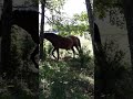Stallion caught masterbating on a tree sapling, A TRUE WOODY