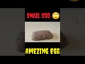 ऐसा अंडा देखा hi कभी?🤔 Egg Enimal🐌#shorts #youtubeshorts #viral