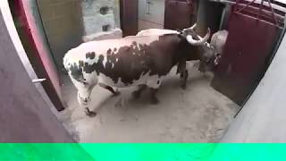 very Dangerous Bulls Fight video: Best animal fights