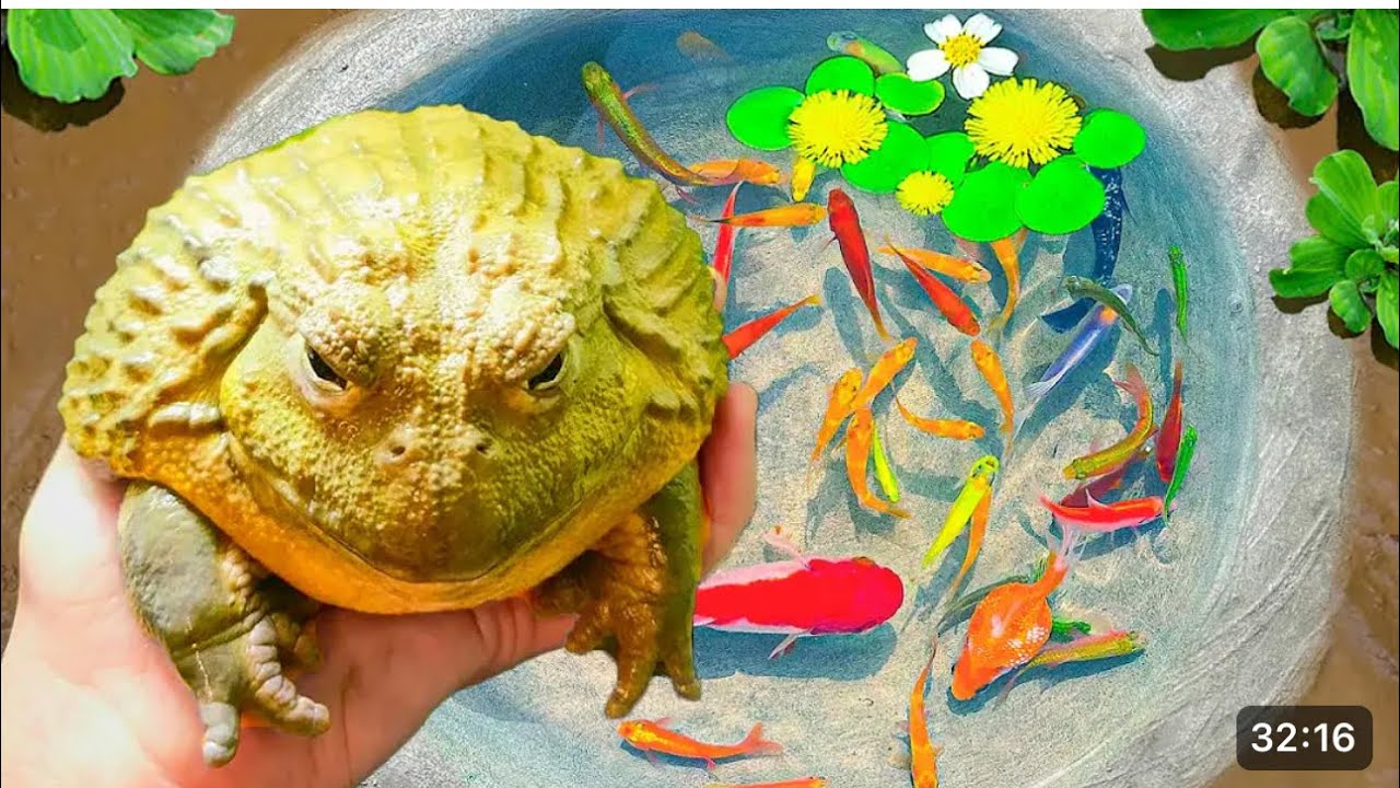 Catch Giant Frog Nesting In Small Pond, Rainbow Fish, Red Leon Fish ...