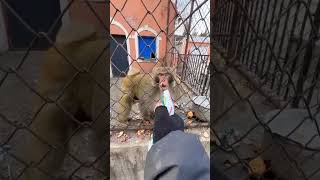 #youtube #топ #тикток #tiktokvideo #tiktok смешное видео с обезьяной