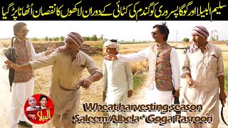 Wheat harvesting season | Saleem Albela and Goga Pasroori Funny Video