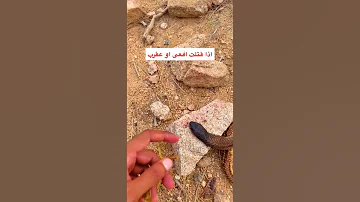 اذا قتلت افعى او عقرب 