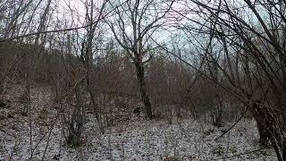 Gruja Lov Lg Tamara Prilazak Ranjenom Vepru. Bobi . Drvar