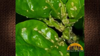 Q&A – What are these tiny white bugs on my plant?
