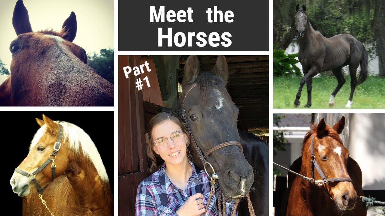 Meet the Horses Part 1 YouTube