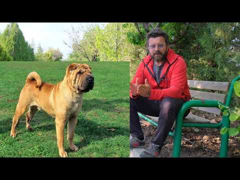 Video: En İnatçı 10 Köpek Irkları