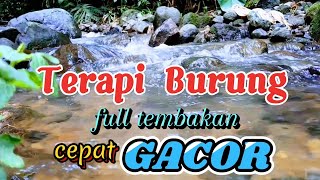 Terapi burung full tembakan dan suara gemericik air, burung cepat gacor