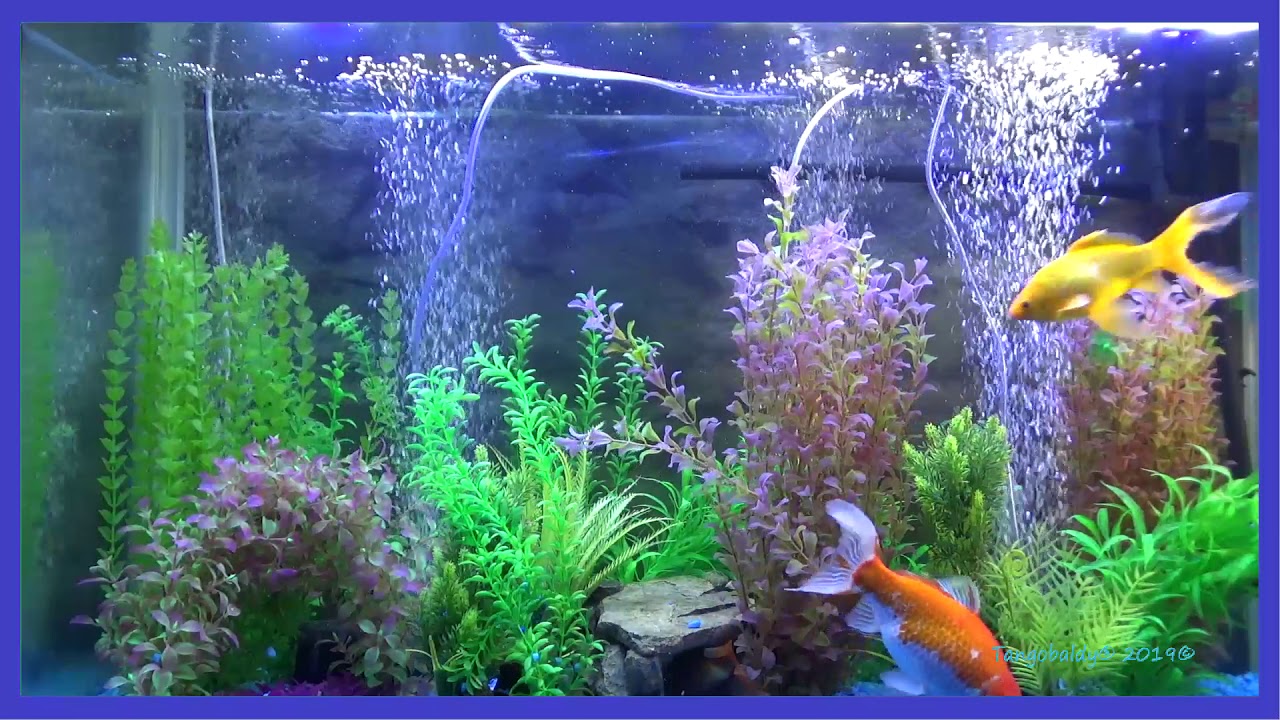 Image showcasing HD GOLDFISH Fantail Fish Tank relaxing NO MUSIC Non repeating with ...