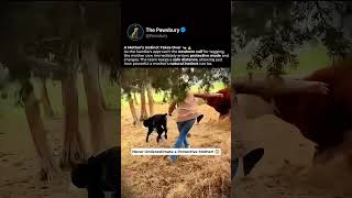 Mother Cow Charges to Protect Her Newborn Calf 😳 #shorts