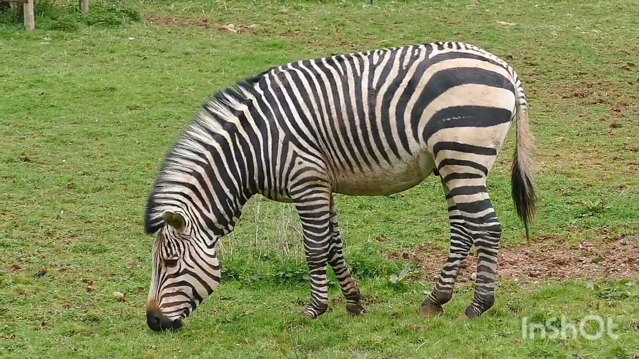 deer and zebra very cute movement