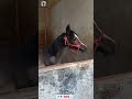 صهيل المهر الصغير