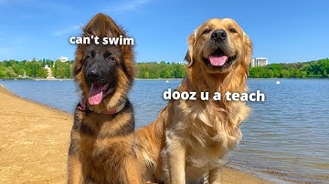 My Dogs Go On A Beach Trip