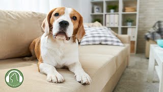 Music for dogs who are alone🐶How to Relax My Dog in my House🎵Dog Stress Relief Music. by My Pet Music 18,804 views 6 months ago 9 hours, 25 minutes