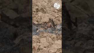 В Германии начали массово строить бункеры