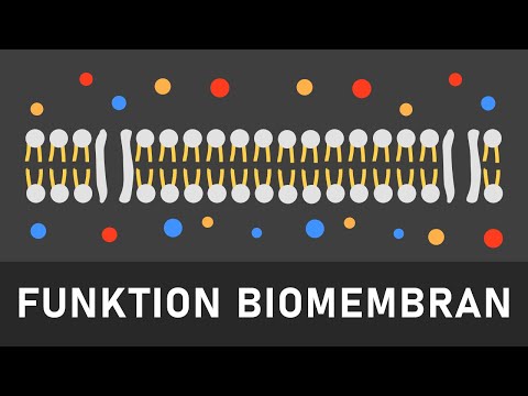 Video: Was machen Membrankanäle?