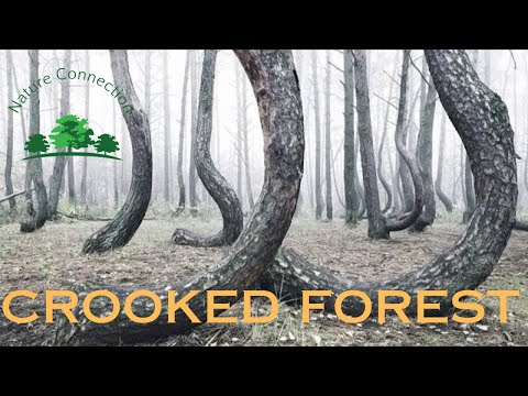 Mystery behind Crooked Forest in Poland