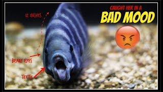 Very Aggressive Hornet Cichlid