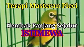 Paling Dicari🔥❗, Masteran Terapi Pleci Nembak Panjang Istimewa