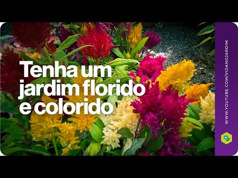 Vídeo: Jardim Da Vida - Criando Um Jardim De Flores