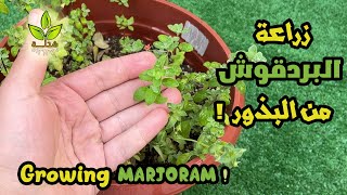 زراعة البردقوش من البذور في المنزل  |  Growing Marjoram from seeds at home