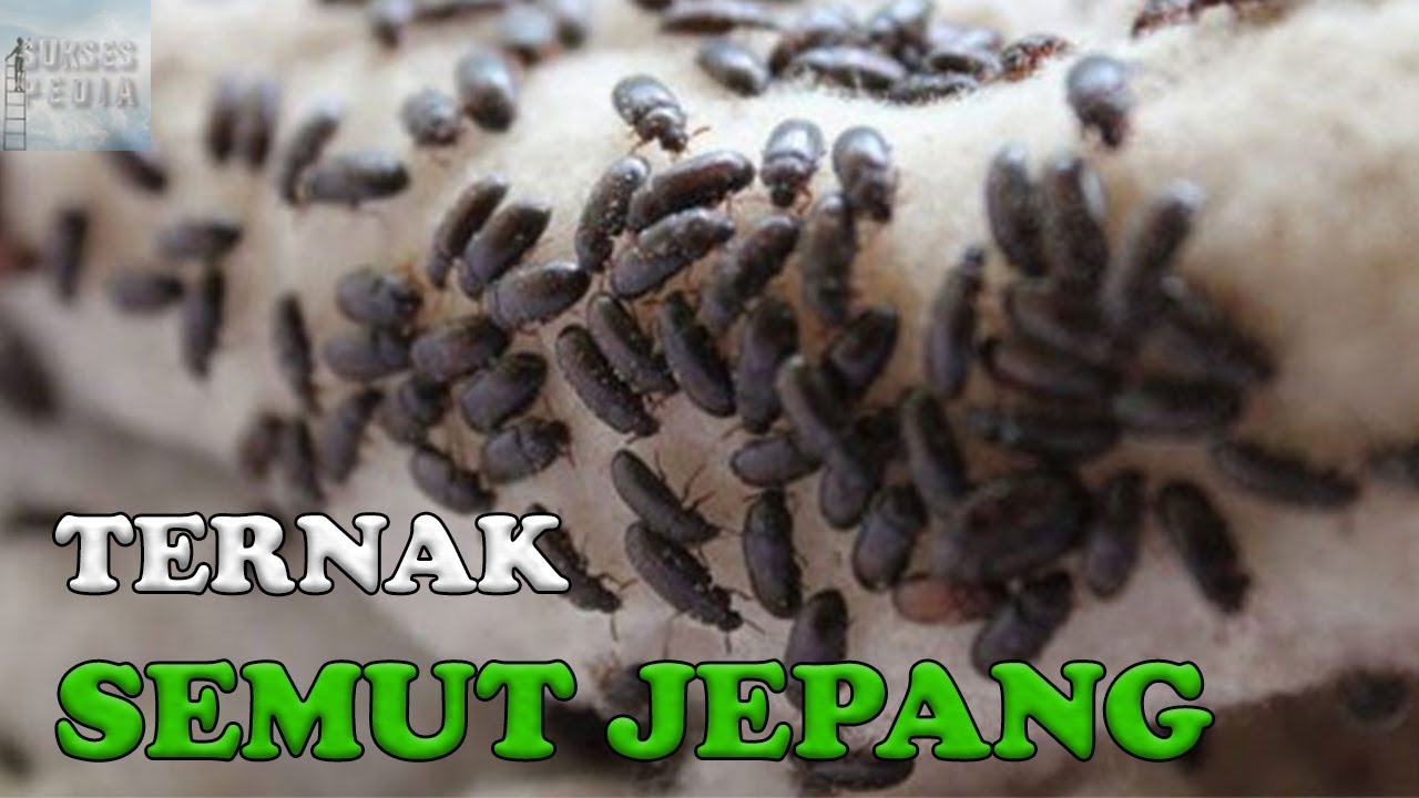 CARA TERNAK SEMUT JEPANG MULAI DARI AWAL HINGGA PANEN 