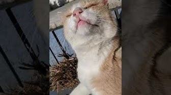 城ヶ島猫 Youtube