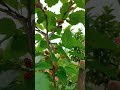 Mulberry Plant with Ripe Fruits @TinyTerraceGarden #nature #trending #shorts