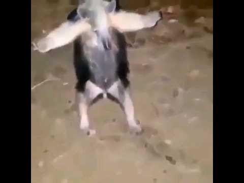 Джуд Белингем после забитого мяча. - YouTube
