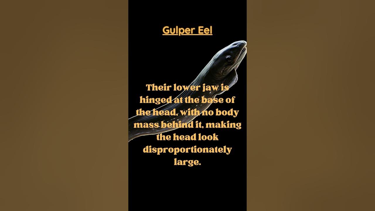 Unveiled Wonders: 3 Fascinating Facts About Gulper Eels - YouTube