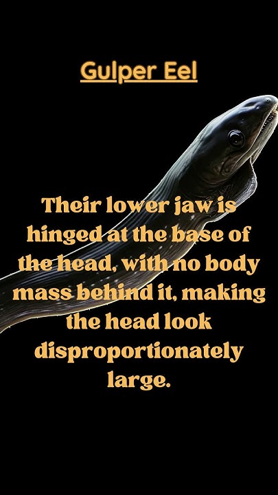 Unveiled Wonders: 3 Fascinating Facts About Gulper Eels - YouTube