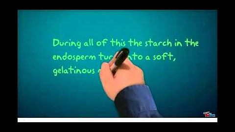 The Chemistry of Popcorn - Brittaney W