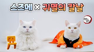 The life of a cat who specializes in cosplay (ENG SUB)