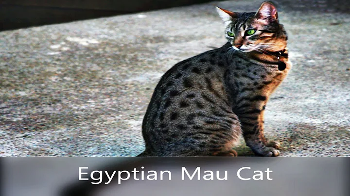 Watch the video about Egyptian Mau (Cat) Felis catus