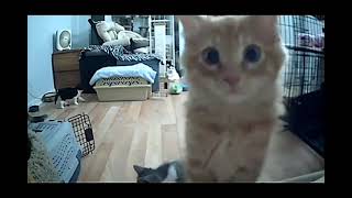 I see you!! by JENuine & Pawsitive 361 views 1 month ago 25 seconds